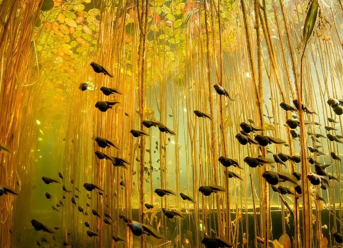 Озеро Каинды 6.jpg