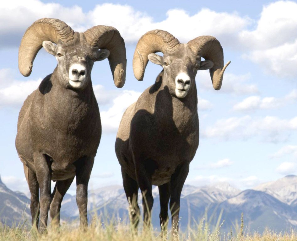 Курчумский хребет уникальный Казахстан 3.jpg