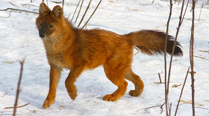 Курчумский хребет уникальный Казахстан 4.jpg