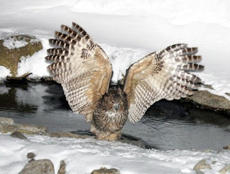 Уникальный Казахстан. Птица года 1.jpg Уникальный Казахстан. Птица года 1.jpg