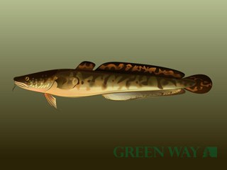 Налим - 5 секретов идеальной приманки.jpg