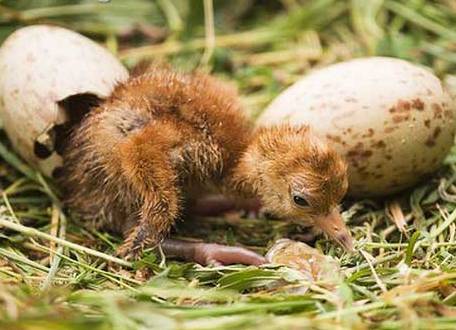 Символ сентября журавль 3.jpg