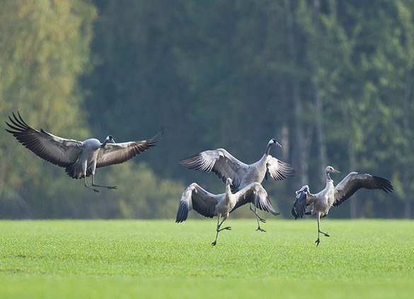 Символ сентября журавль 4.jpg