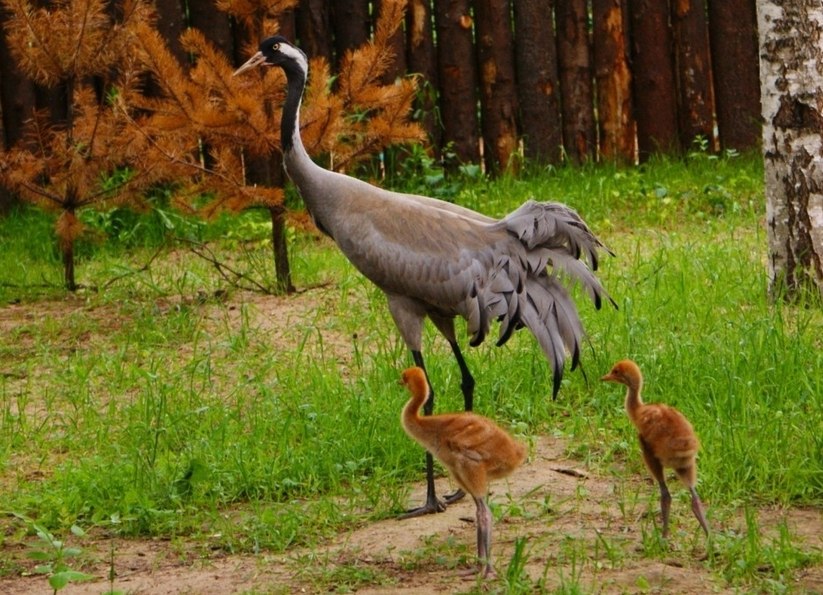 Символ сентября журавль 2.jpg