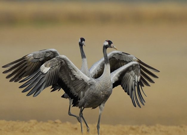 Символ сентября журавль 1.jpg