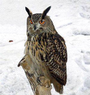 Уникальный Казахстан. Птица года.jpg Уникальный Казахстан. Птица года.jpg