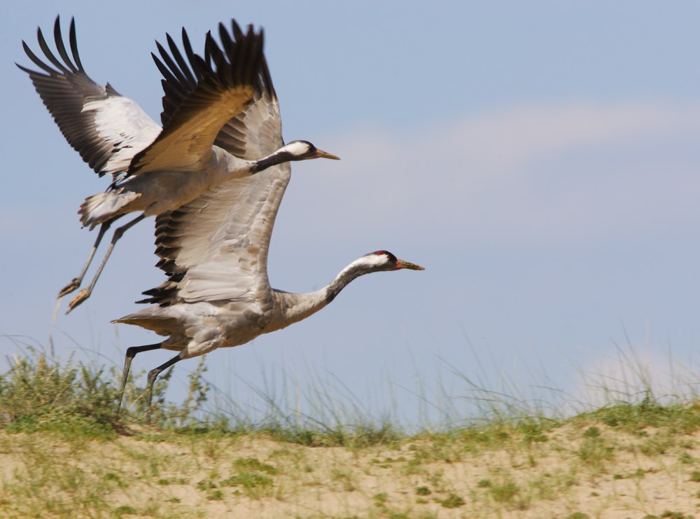 Символ сентября журавль.jpg