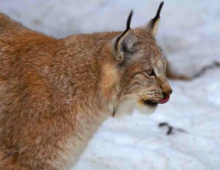 Уникальный Казахстан январь Заилийский 7.jpg Уникальный Казахстан январь Заилийский 7.jpg