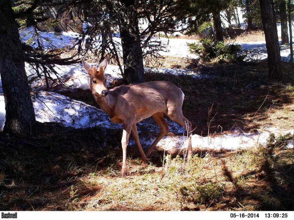 Забавные животные 3.jpg Забавные животные 3.jpg