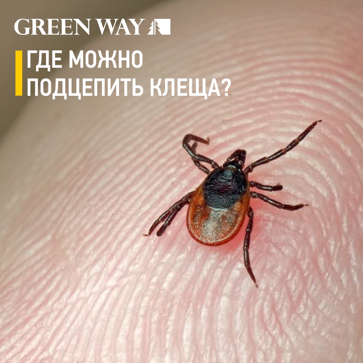Где_можно_подцепить_клеща.jpg Где_можно_подцепить_клеща.jpg