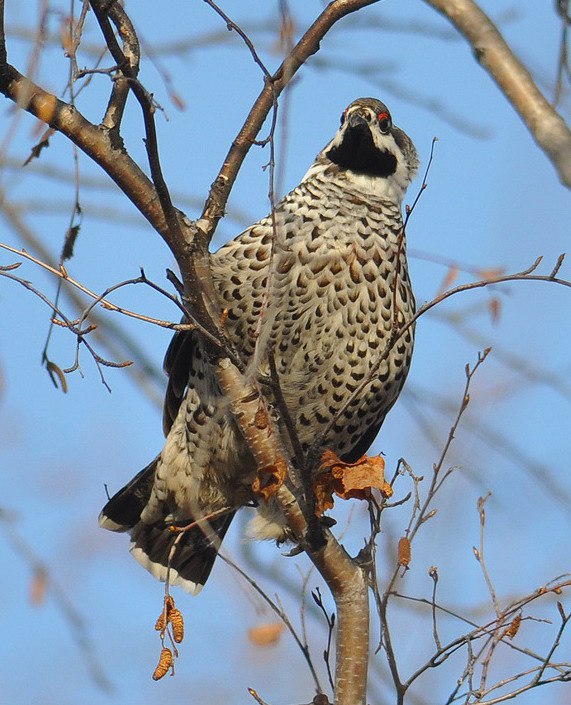 Охота на рябчика.jpg Охота на рябчика.jpg