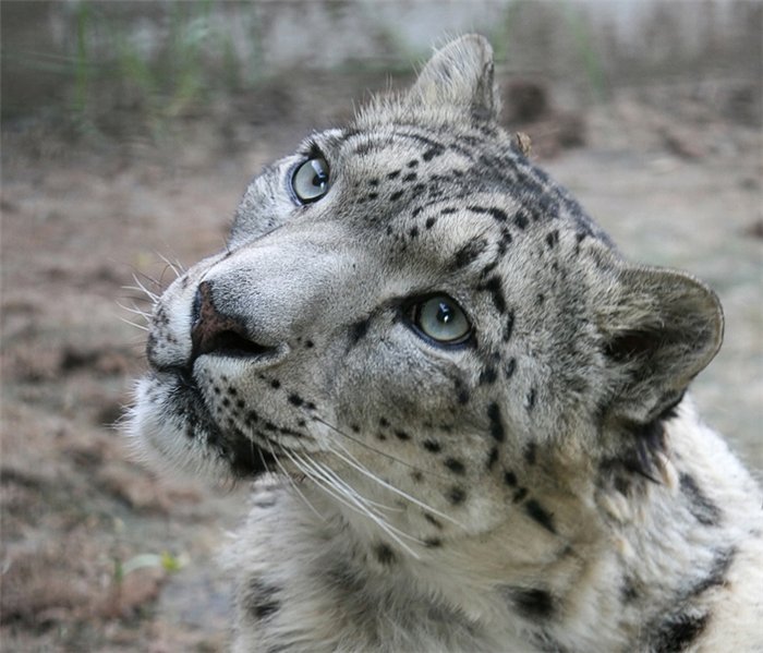 Уникальный Казахстан январь Заилийский 6.jpg Уникальный Казахстан январь Заилийский 6.jpg