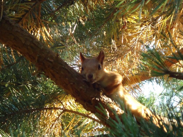 С палаткой по Казахстану Каркаралинск 3.jpg