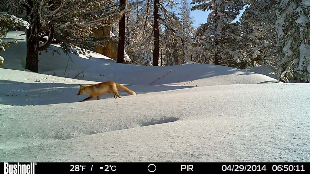 Забавные животные 2.jpg Забавные животные 2.jpg